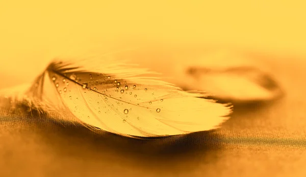 Pluma amarilla con gotas de agua —  Fotos de Stock