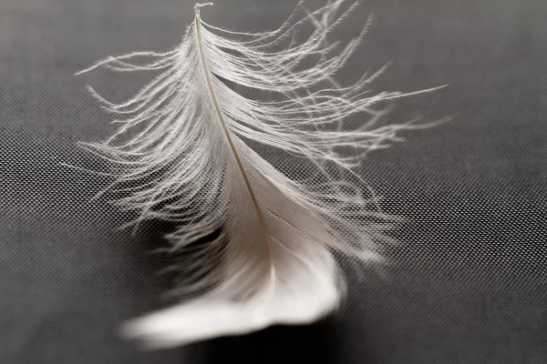 Pluma con gotas de agua —  Fotos de Stock