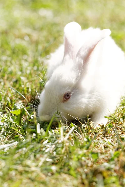 Cute bunny in green grass — Stock Photo, Image