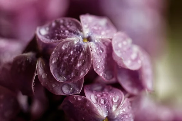 Lila púrpura con gotas de agua — Foto de Stock