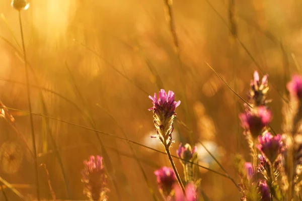 Fleurs de prairie rose tendre — Photo