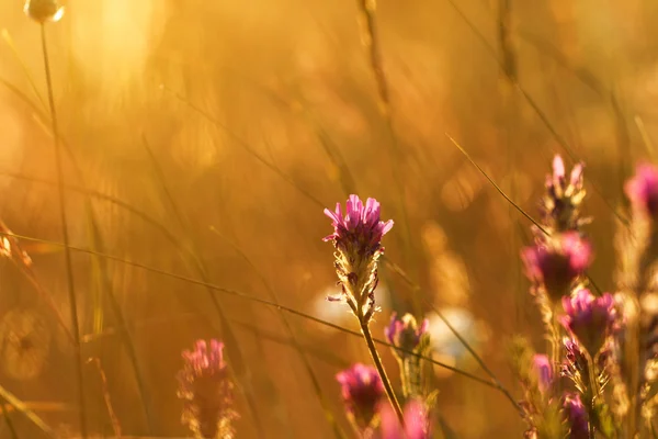 Morbidi fiori di prato rosa — Foto Stock