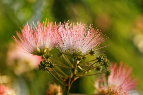 Fleurs de belle acacia — Photo