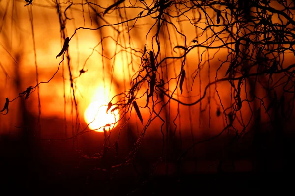 Ramas y puesta de sol dramática — Foto de Stock