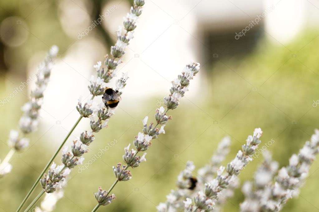 Champ de printemps avec des fleurs de lavande blanc \u2014 Image de Adrx