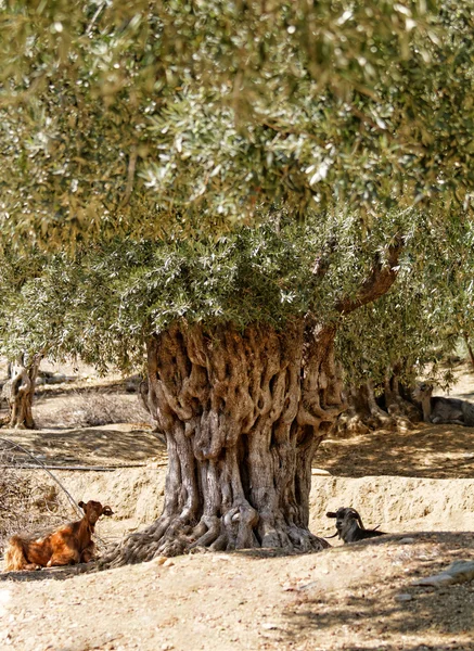 Geiten in olijfboomgaard — Stockfoto