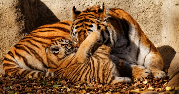 Mama tygrysa z cub — Zdjęcie stockowe