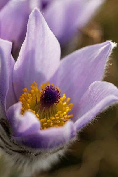 Virág lila szellőrózsa — Stock Fotó