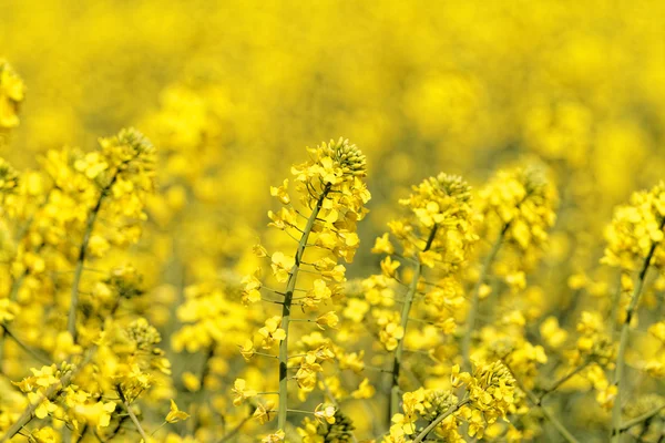 盛开的芥花籽油字段 — 图库照片