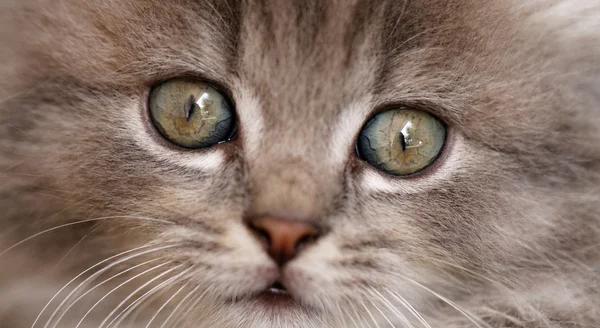Красивый серый котёнок — стоковое фото