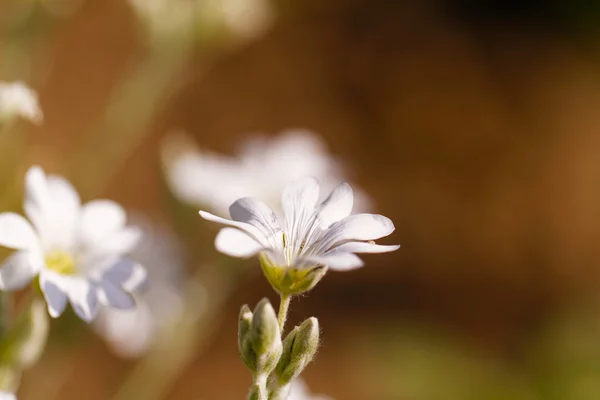 White flower in garden — Stock Photo, Image