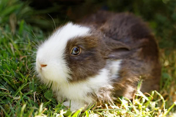Schattig konijntje in groene gras — Stockfoto