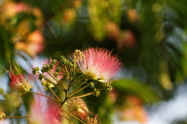 Güzel akasya çiçekler — Stok fotoğraf