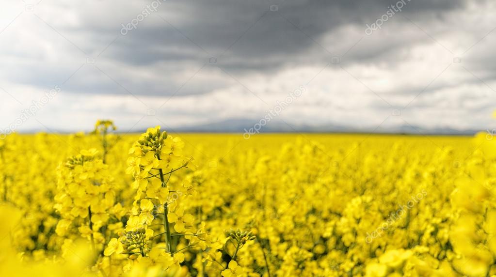Rapeseed and sky with clouds