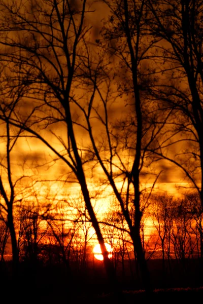 Äste und dramatischer Sonnenuntergang — Stockfoto