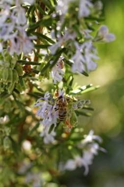 Biberiye beyaz çiçeği