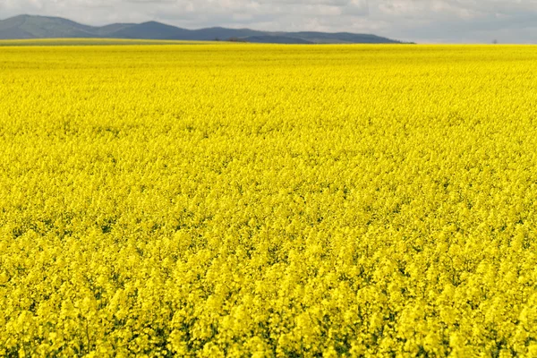 Rapsfeld gegen den Himmel — Stockfoto