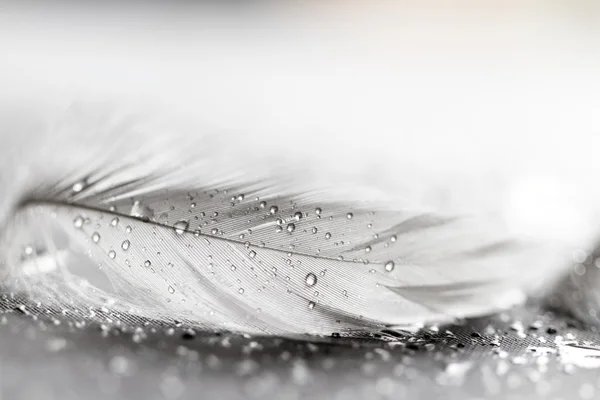 Pluma blanca con gotas de agua — Foto de Stock