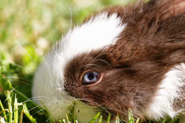 Cute bunny in green grass — Stock Photo, Image