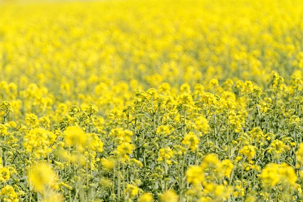 Blommande raps fält — Stockfoto