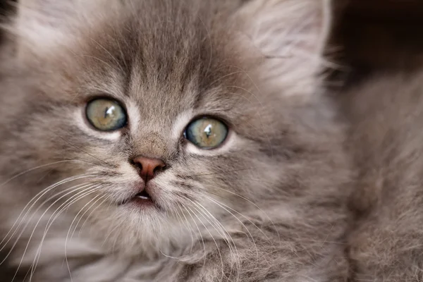 Gatinho cinzento bonito — Fotografia de Stock