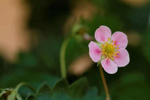 Bellissimo fiore di fragola — Foto Stock