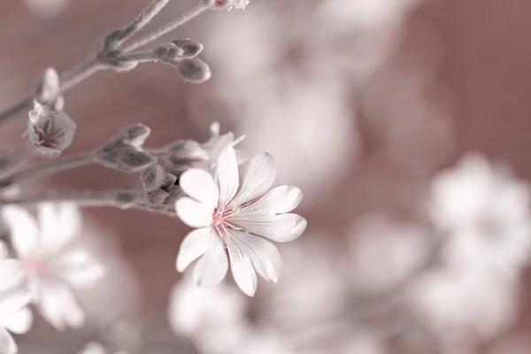 White rock flowers — Stock Photo, Image