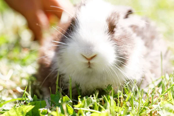 可爱的小兔子在草地 — 图库照片