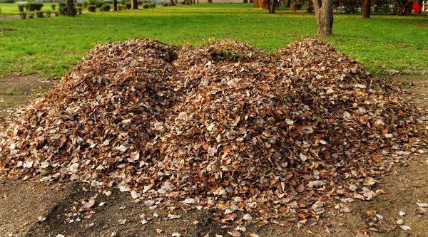 Hojas caídas de otoño — Foto de Stock