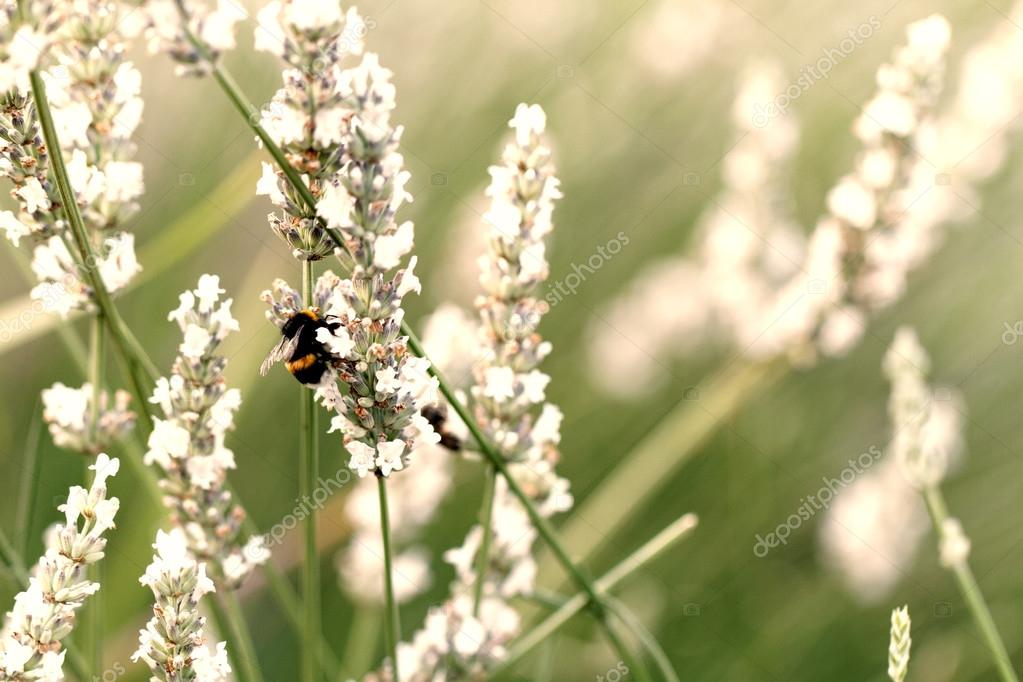 Champ de printemps avec des fleurs de lavande blanc \u2014 Image de Adrx