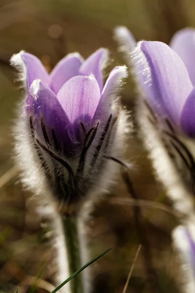 Hermosas flores púrpuras — Foto de Stock