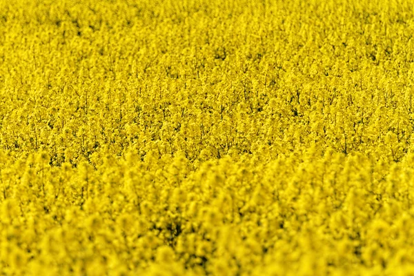 Campo de canola florescente — Fotografia de Stock