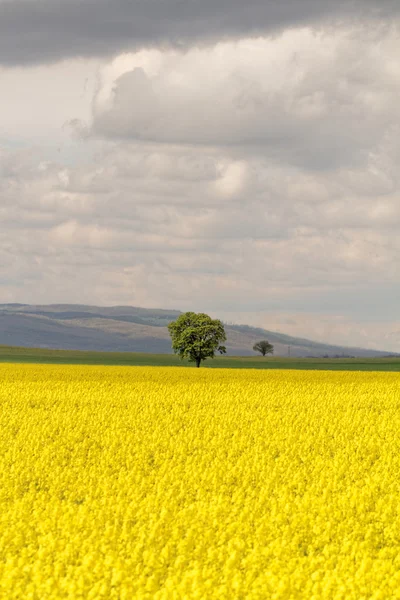 Pola rzepaku przed niebo — Zdjęcie stockowe