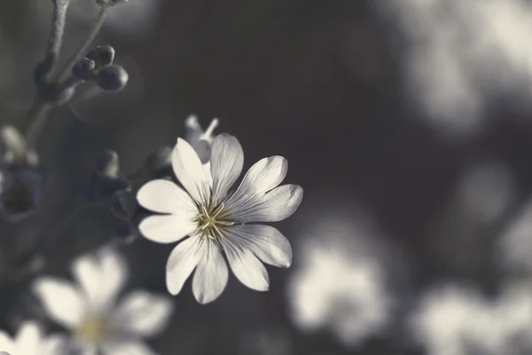 Beyaz taş çiçek — Stok fotoğraf