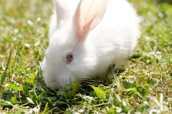 White bunny in green grass — Stock Photo, Image