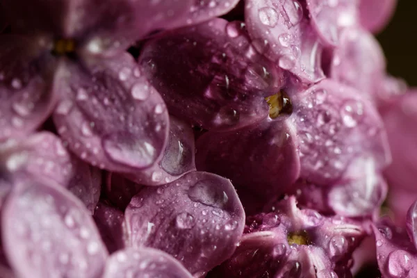 Beautiful purple lilac — Stock Photo, Image