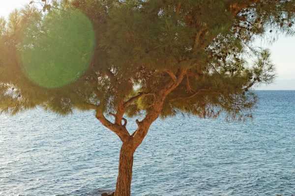 Sea and tree in Greece — Stock Photo, Image