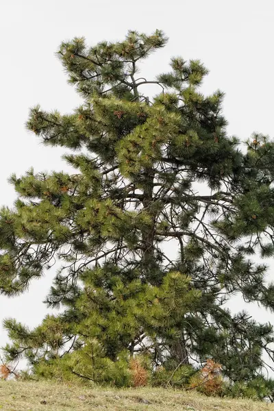 Großer einzelner Baum — Stockfoto