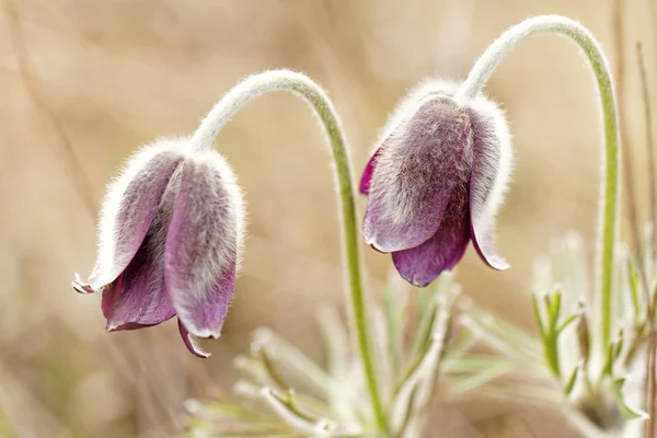 Květy fialové Sasanka — Stock fotografie