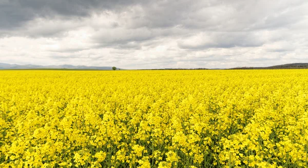 Field of rapeseed against sky — Stock Photo, Image