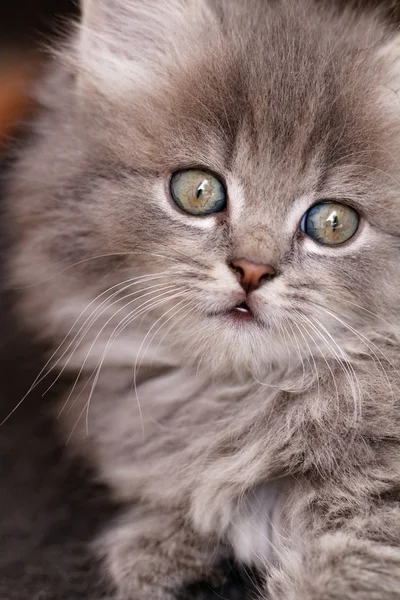 Beautiful grey kitten — Stock Photo, Image