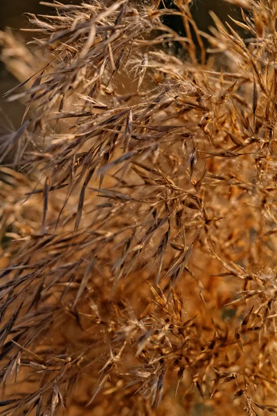 Много золотой травы — стоковое фото