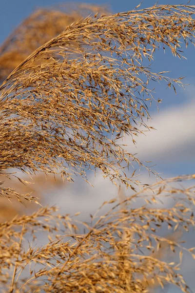 Viel Goldgras — Stockfoto