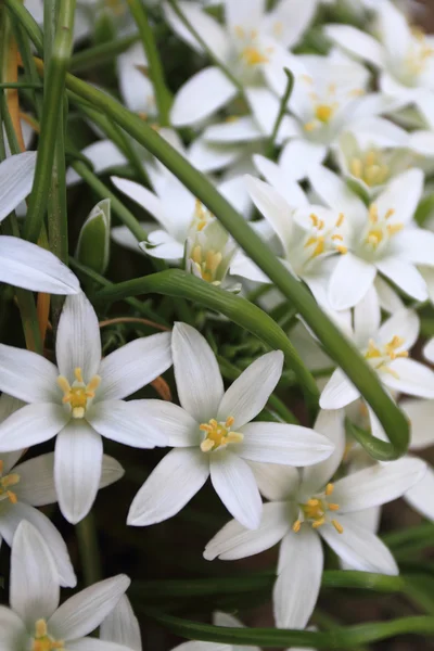Bílé květy v trávě — Stock fotografie