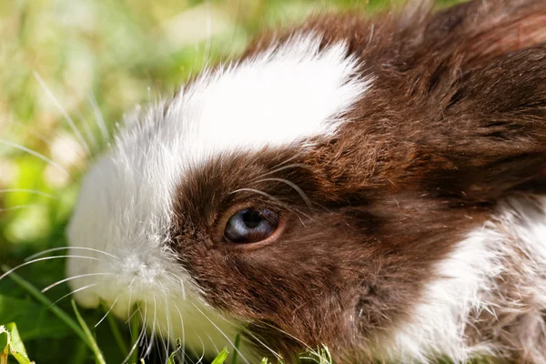 Cute bunny in grass — Stock Photo, Image