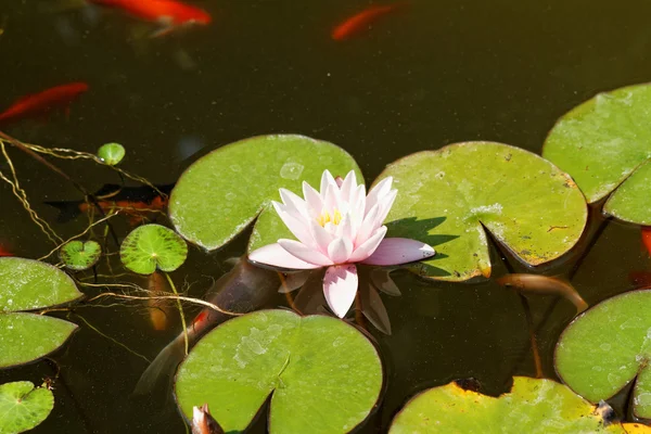 Water lily in lake — Stock Photo, Image