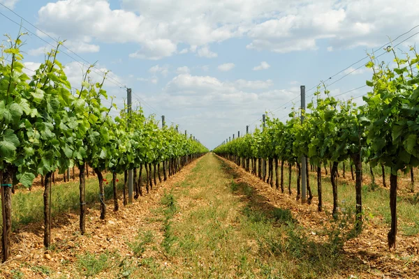 Tokay grapes in Hungary — Stock Photo, Image