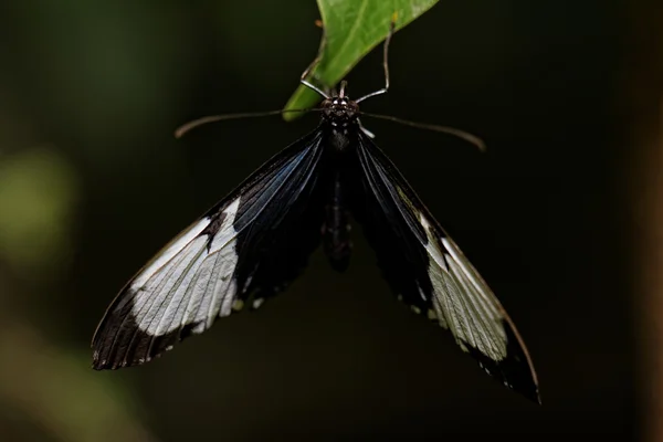美しいカラフルな蝶 — ストック写真