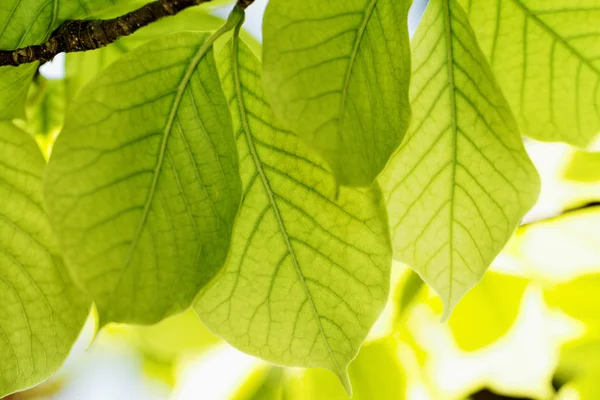 Green fresh leaves — Stock Photo, Image