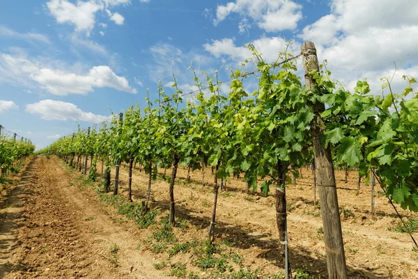 Tokaji szőlő, Magyarország — Stock Fotó